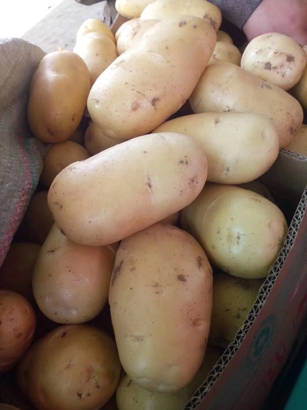 New Crop Fresh Holland Sweet Frozen Potato From China