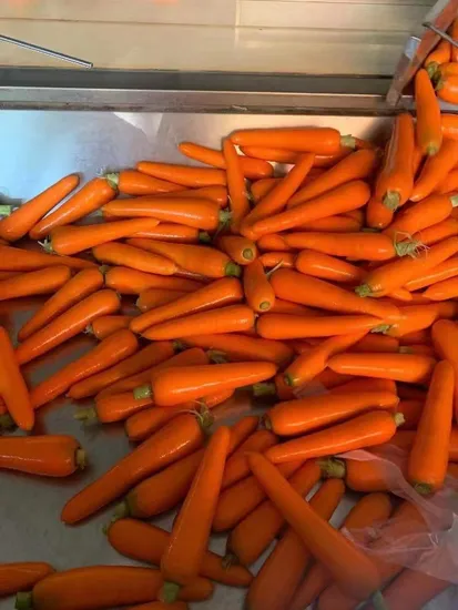 Tiras de cenoura e vegetais congelados IQF de primeira qualidade